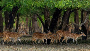 17 years on, Sundarbans Day yet to get official recognition