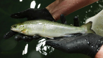 Restaurants could be 1st to get genetically modified salmon