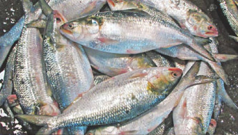 Hilsa export to India: 1st shipment goes through Benapole 