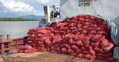 Onion import from Myanmar on the rise