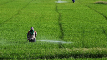Thailand bans use of paraquat and other toxic farm chemicals