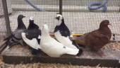 Single gene controls bird feeding behavior by regulating bad-tasting molecules: research