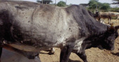 Lumpy skin disease causes concern for Faridpur cattle farmers