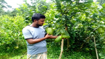 Sylhet farmers upbeat about Jara Lemon farming amid growing export 