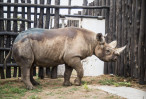 5 endangered black rhinos relocated from Europe to Rwanda