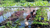 Floating vegetable farming gaining popularity in Sylhet