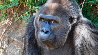 Trudy, believed the oldest gorilla in captivity, dies at 63