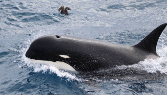 Scientists discover different kind of killer whale off Chile