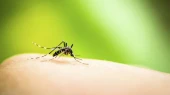 Minor boy dies of dengue in Dhaka