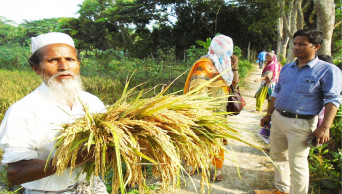 Falling prices hit Jhalakati Boro farmers hard