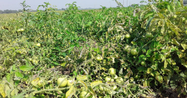 Virus wreaks havoc on tomato fields in Chapainawabganj; farmers upset