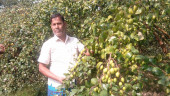 Satkhira’s jujube to go to Denmark, Middle East markets