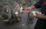 Nepal woman spends her day feeding temple monkeys