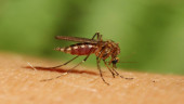 Survey finds new weapon against drug resistant malaria