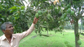 Rajshahi mango growers expect bumper yield, thanks to rains caused by Fani