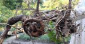 ‘Bulbul’ fury in Bagerhat; 192,915 trees, saplings damaged