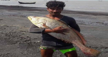 Huge catch of poa turns fisherman into overnight millionaire