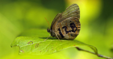 Butterfly on a bomb range: Endangered Species Act at work