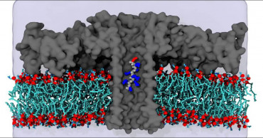 Nanopores can identify amino acids in proteins: study