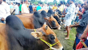 Sales at Chattogram cattle markets gather pace