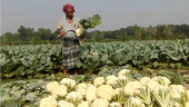 Vegetable output grows by 36 pc in 5 yrs but consumption still poor