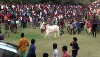 Cow race thrills Manikganj people