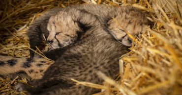 World's first in vitro cheetah cubs born at Ohio zoo