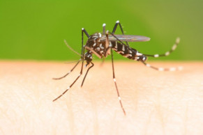 2 more die of dengue in Noakhali, Mymensingh