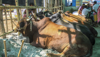 Rain ruins buyers’ mood; city cattle markets yet to gain momentum 