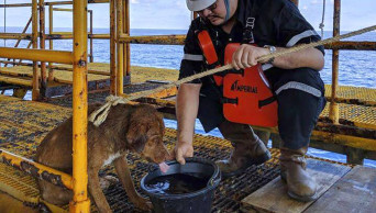 Thai oil rig workers rescue dog swimming 135 miles offshore