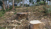 Festival of tree felling goes on in Gopalganj  