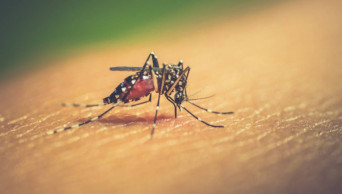 Dengue claims 6 more lives in five districts