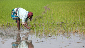 Why farmers in Bangladesh waste 800 liters of water to produce 1 kg of paddy