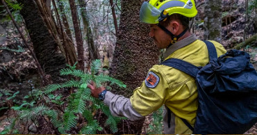 Australia firefighters save world's only rare dinosaur trees