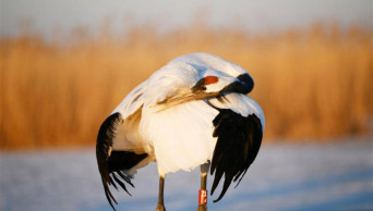 Natural breeding of rare crane species first recorded at Yellow River Delta reserve
