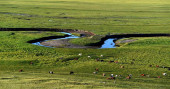 81 farm animals fall into frozen river in Mongolia