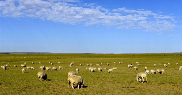 Cold winter kills 2,600 head of livestock in Mongolia