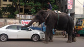 'Elephant extortionists' ply crafty trade on Dhaka streets