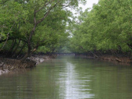 Four ‘forest robbers’ killed in Sundarbans ‘gunfight’