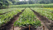 Khulna farmers growing pointed gourd on salty soil