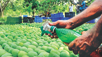HC orders action against chemical use in fruits