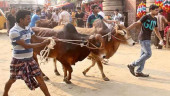 Slaughter sacrificial animals at fixed spots: Minister