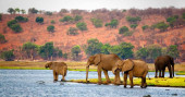 Botswana vows to build capacity to counter wildlife poaching, trafficking
