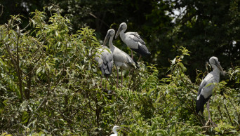 Birds’ nests at Rajshahi orchard must be protected: HC