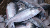 First lot of hilsa being sent to India thru Benapole port