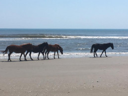 Second North Carolina wild horse dies this summer