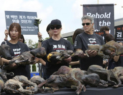 Rallies erupt on 'dog meat day' in South Korea
