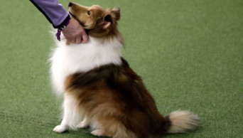 Stressed out? Your dog may feel it too, study suggests