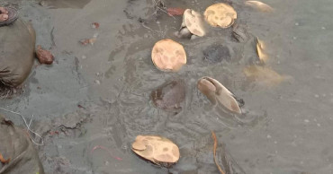 150 turtles released in river after seizure