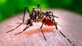 Two dengue patients die in Barishal 